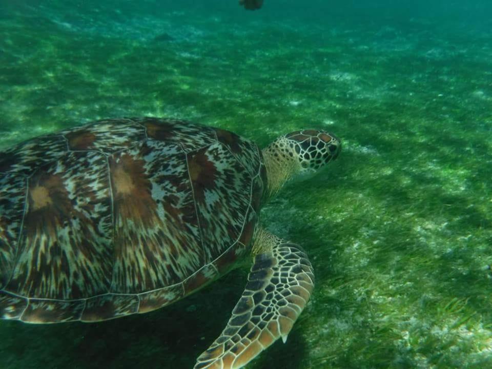 Dili Gili Bed and Breakfast Τζίλι Τραγουανγκάν Εξωτερικό φωτογραφία